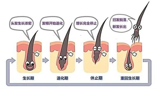 为什么养发需要先养毛囊？